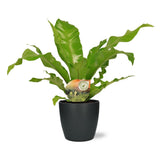 Begonia - Ø1117cm - ↕60cm + pot Bruxelles D18x17cm - Antraciet