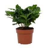 Plante Coffea Arabica en pot 12 cm