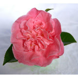 Camellia ret. 'Mary Williams' - Ø24cm - ↕70cm