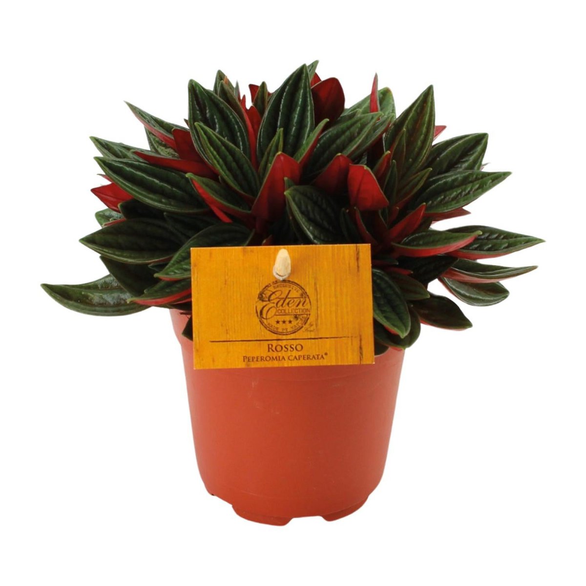 Caperata Red Peperomy dans un pot élégant de 10,5 cm