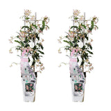 2x - Trachelospermum 'Star of Ibiza' - ↨65cm - Ø15