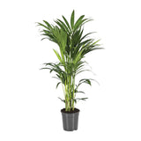 Howea Forstesteriana - Ø21cm - ↕100cm