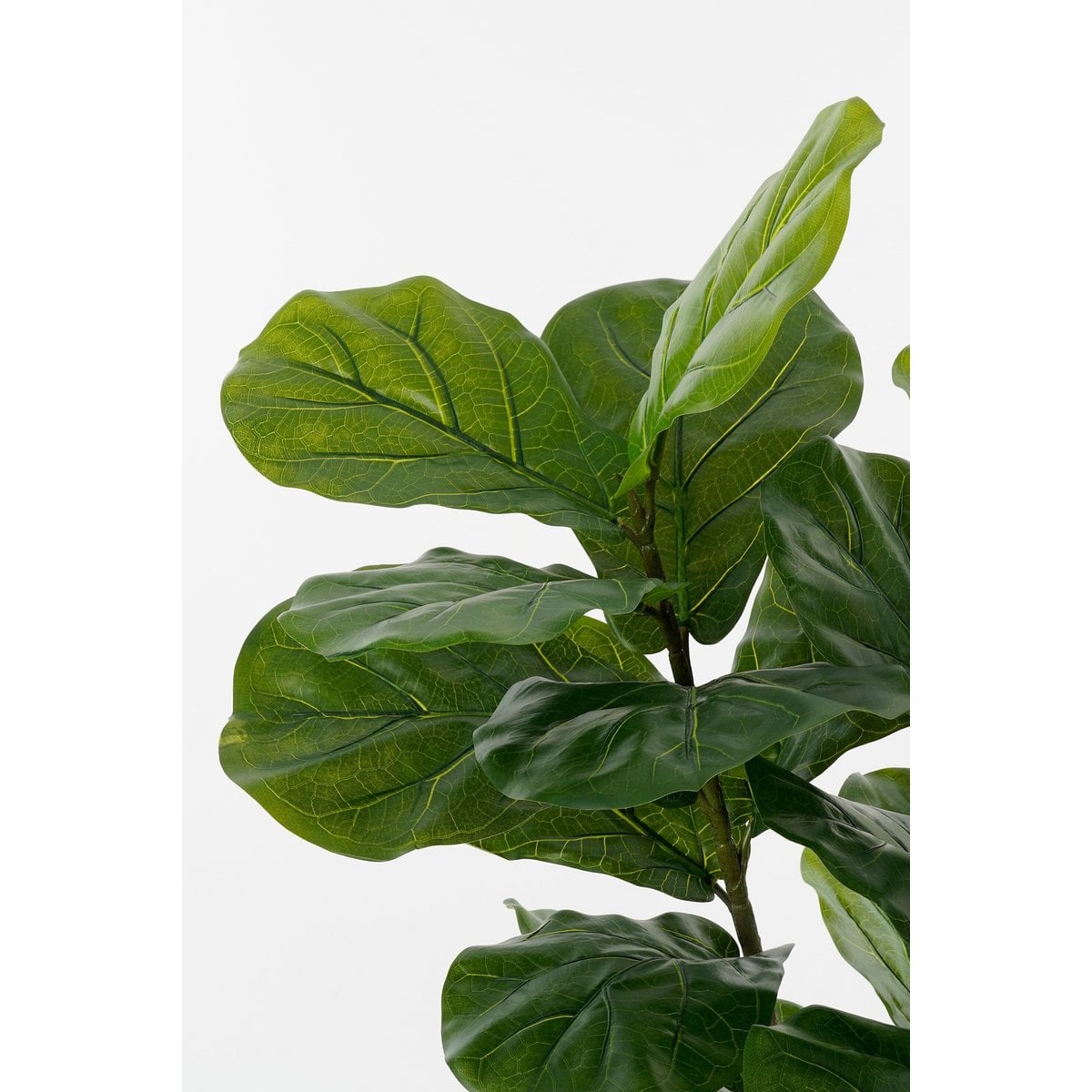 Vue d'ensemble de la plante Ficus dans son pot noir