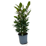 Gagnant - Ø14cm - ↕35cm