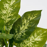 Plante artificielle Dieffenbachia Vert