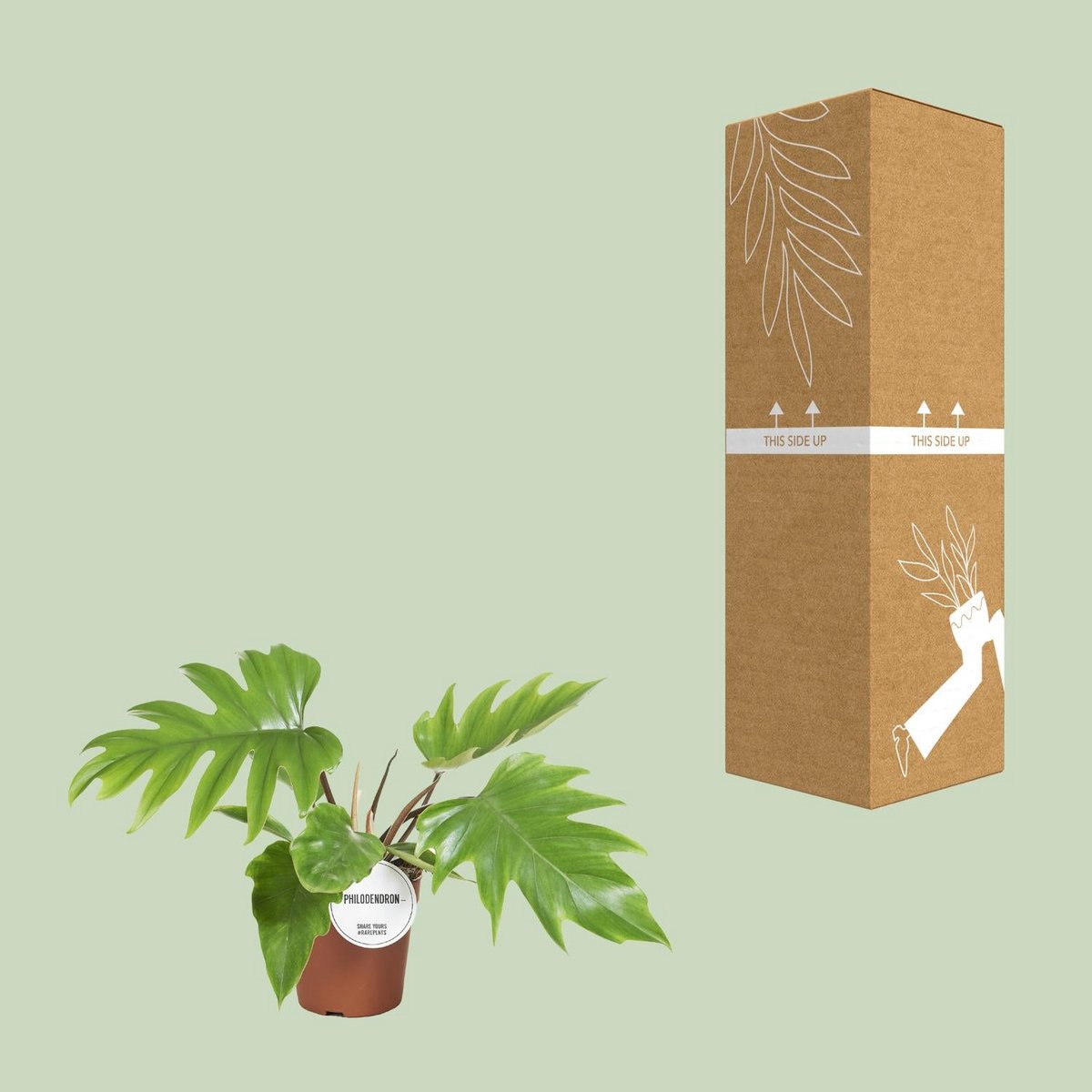 Philodendron Mayoi dans un panier suspendu