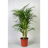 Dypsis Lutescens (Areca) - Ø21cm - ↕100cm