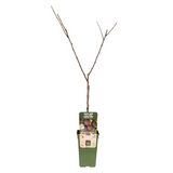 Plante Prunus domestica Opal naturelle Ø19 cm