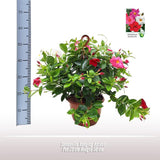 Panier de suspension de Sundaville Tricolor - Ø25 cm - ↕50cm