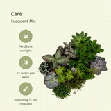 Echeveria et Crassula - Plantes succulentes colorées