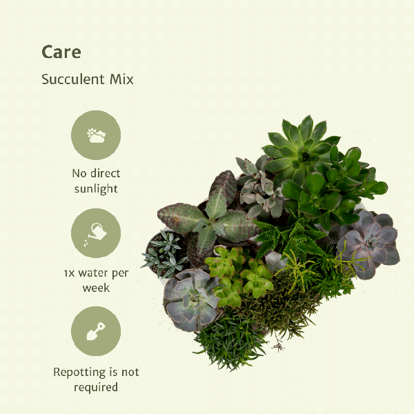 Echeveria et Crassula - Plantes succulentes colorées