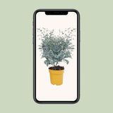Eucalyptus Gunnii Azura Struik - Ø20cm - ↕50cm