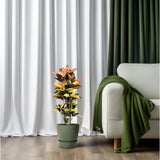 Codiaeum mrs iceton - Ø27cm - ↕80cm