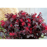 Plante loropetalum rouge en pot