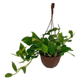 Plante Epipremnum doré 23 cm