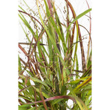 Panicum virgatum cheyenne ciel - Ø23cm - ↕60cm - Ø23 - ↨60cm