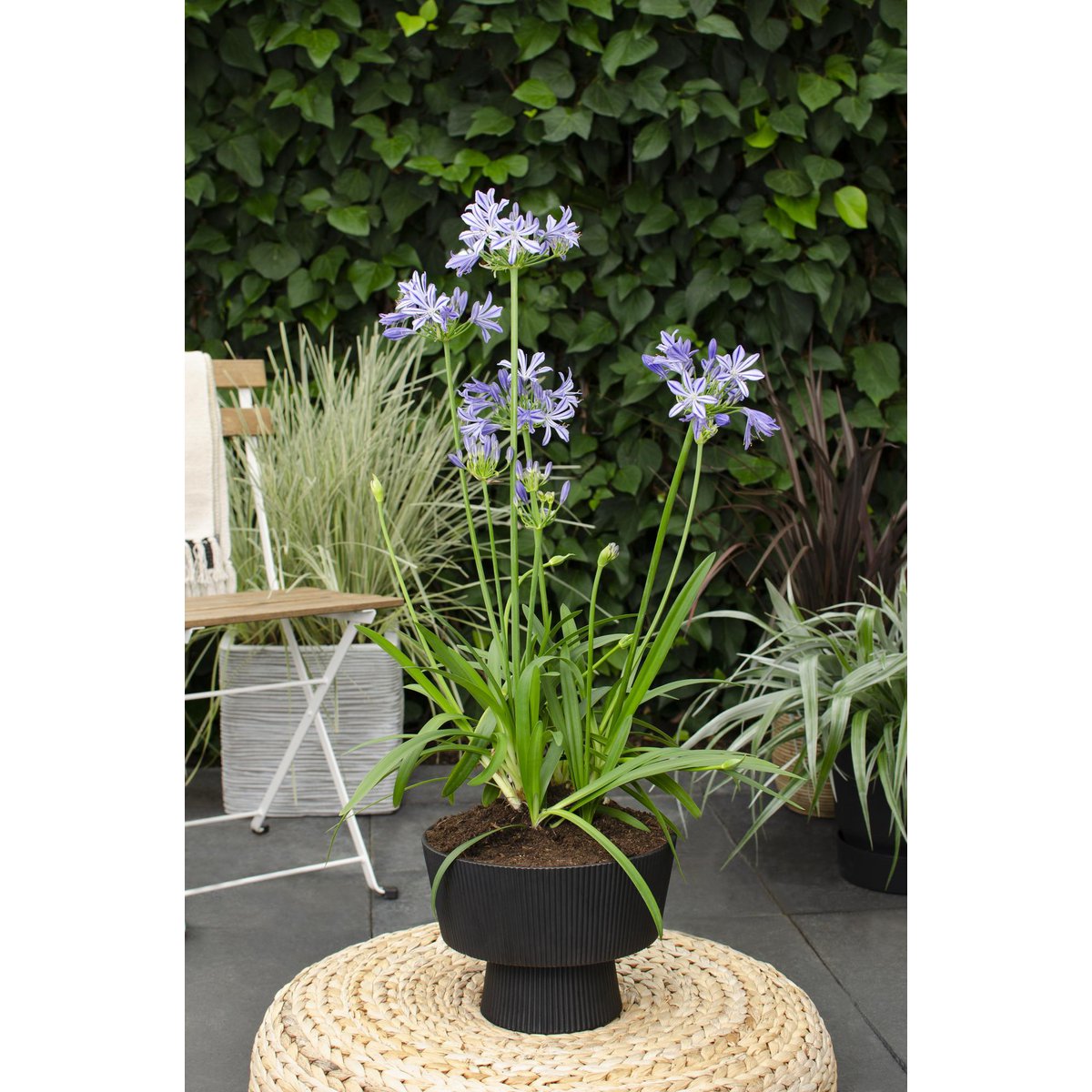 Détail des fleurs de l'Agapanthus 'Charlotte' sur tiges robustes