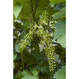 Vitis Vinifera 'Johannes' - Witte Druif - Ø13cm - ↕45cm