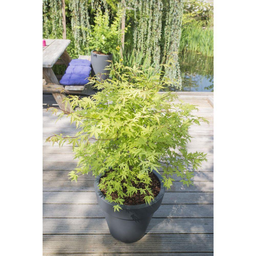Acer Palm 'Anne Irene' sur une table, décor élégant