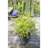 Acer Palm 'Anne Irene' sur une table, décor élégant