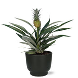 BROMELIA Ananas - Ø12cm - ↕30cm + potenza pot d13x11cm - noir