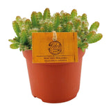 Hylocereus undatus - Ø11cm - ↕15cm