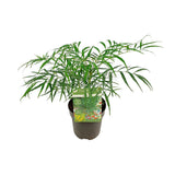 Mahonia Eur. Caresse douce - Ø13 cm - ↕20cm