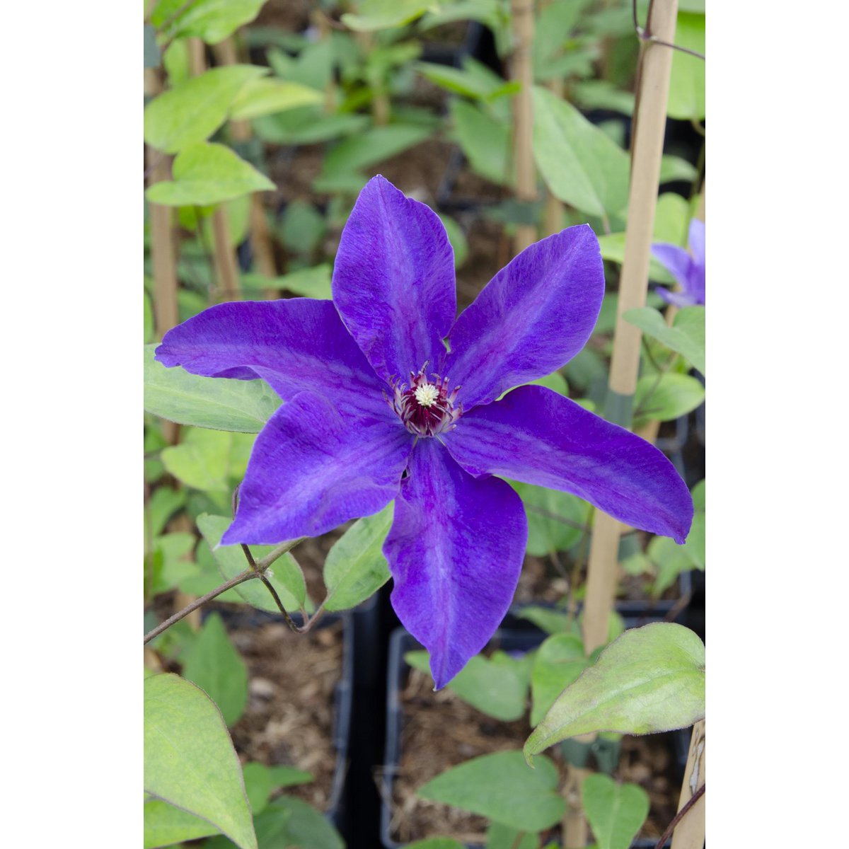 Clématite le président violet - Ø15 cm - 65 cm