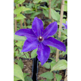 Clématite le président violet - Ø15 cm - 65 cm