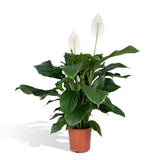 Spathiphyllum - Lys de la Paix - ø19cm - ↕80cm