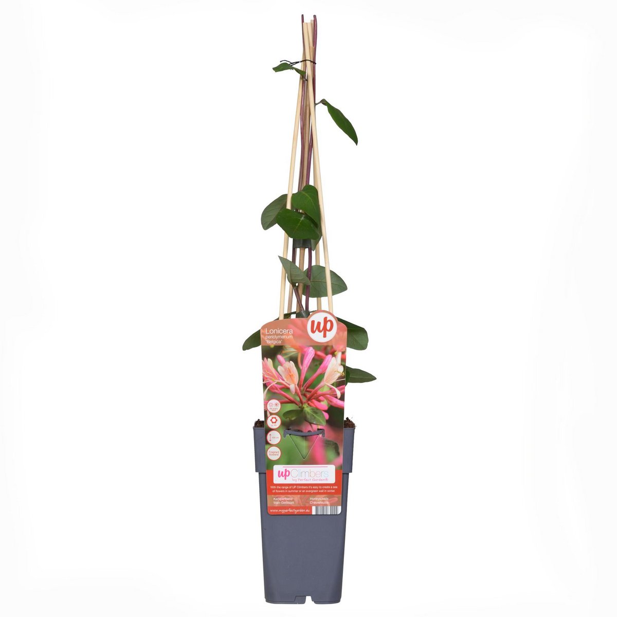 Lonicera périclymenum 'Belgica' - plante grimpante avec fleurs rouge et blanche