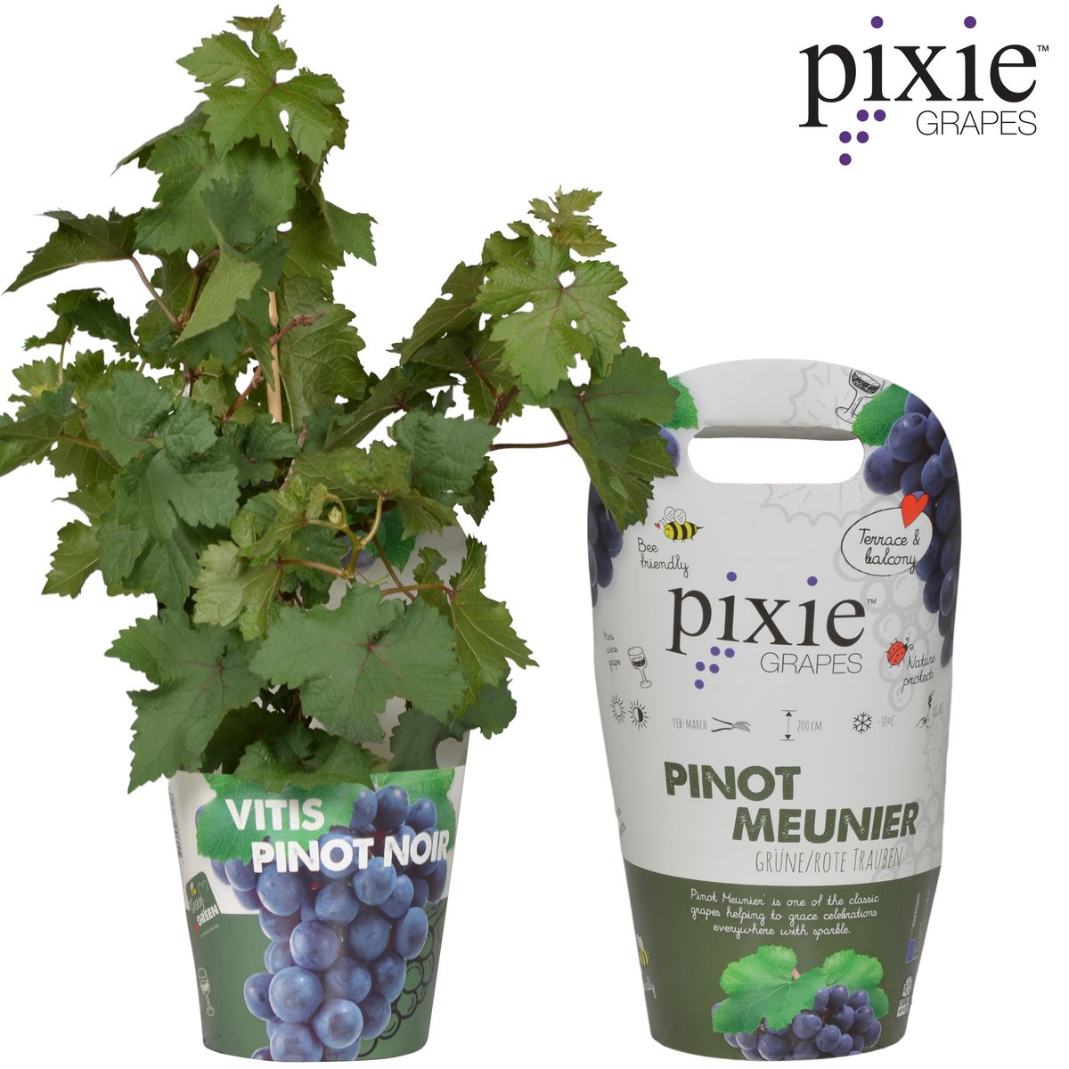 Image de diapositive