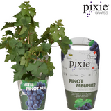 Vitis Pixie Pinot Noir - Vin bleu - Ø21cm - ↕70cm - Ø14 - ↨30cm