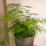 Asparagus Plumosus - Asperge ornementale - Ø17cm - ↕45cm