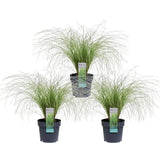 3x - Carex Comans 'Frosted Curls' - ↨30cm - Ø14
