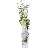 Trachelospermum 'Star of Toscana' - Tuscan Jasmine Geel - Ø15cm - ↕65cm