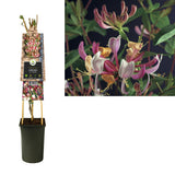 Lonicster Per. «SEROTIN '+3.0 Label - Ø17cm - ↕75cm