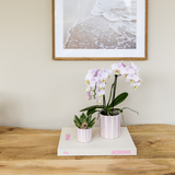 Orchidée Phalaenopsis rose avec pot rayé rose