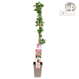 Lonicera periclymenum 'Belgica' - Ø15cm - ↕65 cm