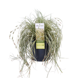 Carex Hachijoensis Evergold - Ø19cm - ↕40cm - Ø19 - ↨40cm