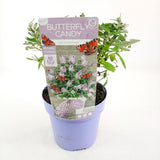 Buddleja Dav. 'Butterfly Candy Lila Sweetheart' - Ø19cm - ↕25cm