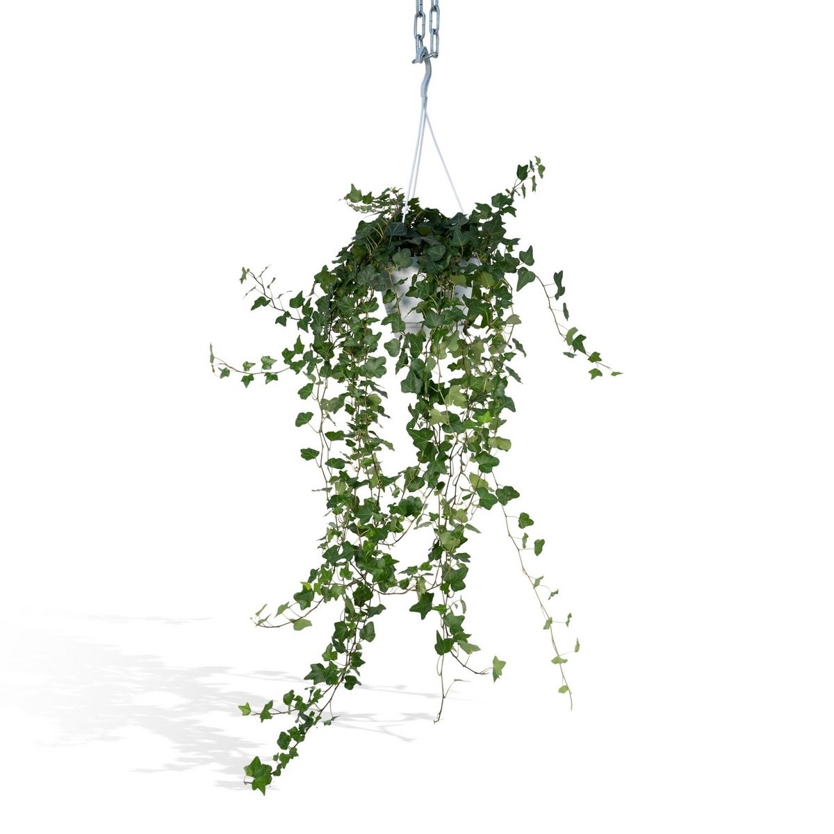 Suspension Hedera Wonder Green - Plante grimpante élégante