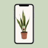 Sansevieria Trifasciata Lawrence - Ø117cm - ↕60cm