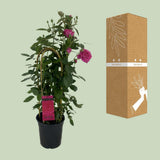 Rosa Sparkling Select P22 - Ø22cm - ↕70cm