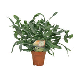 Plante artificielle Phlebodium étoile bleue en pot Ø12 cm