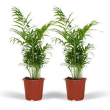 2x Chamaedorea elegans - Palme de montagne mexicain - 55 cm - Ø17