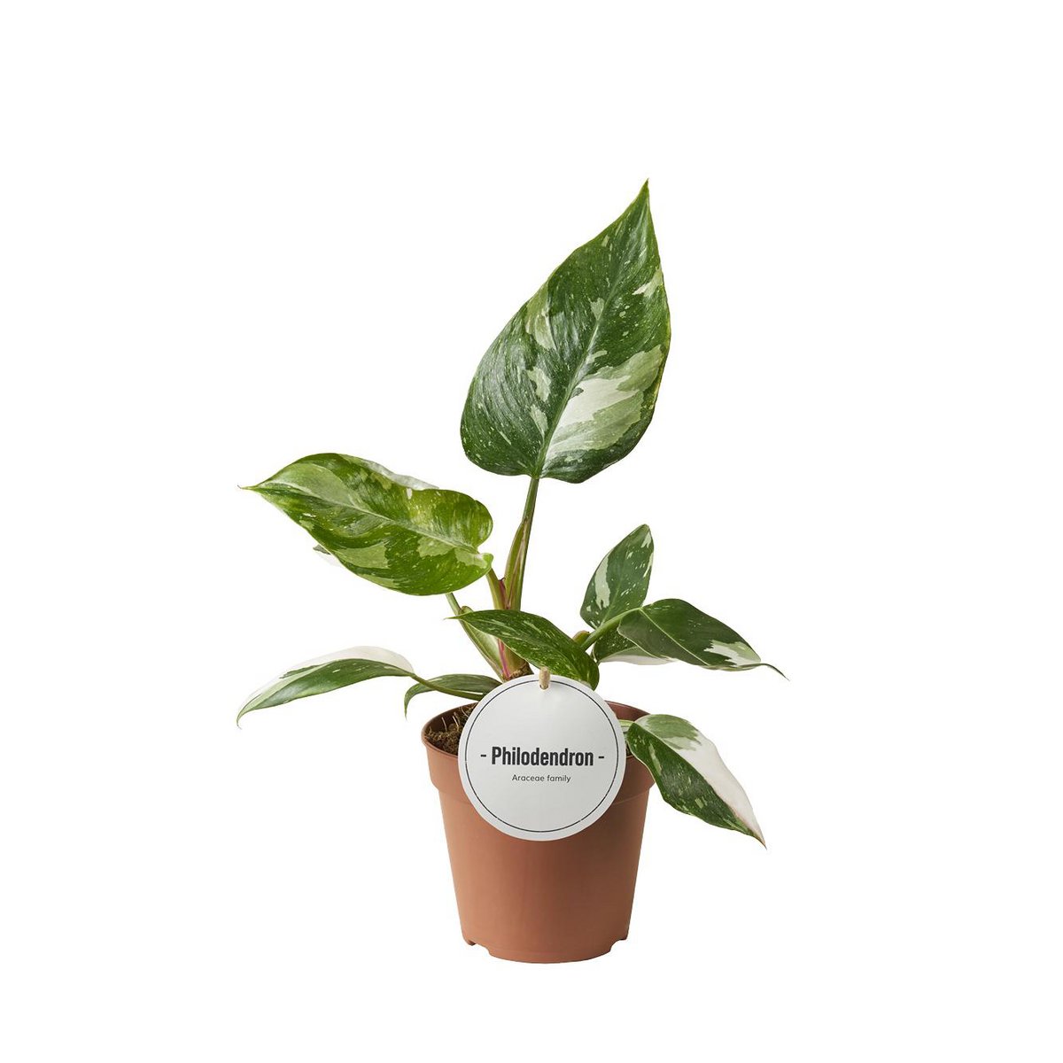 Philodendron White Princess dans un pot de 12 cm, feuilles marbrées blanches et vertes