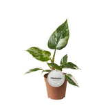 Philodendron White Princess dans un pot de 12 cm, feuilles marbrées blanches et vertes