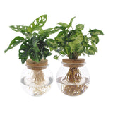 Lot de 2 cache-pots en verre vert Ø12 cm