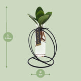 Clusia en verre lima + fer - Ø5cm - ↕10cm